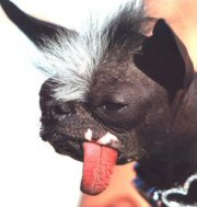 2008 World\'s Ugliest Dog Contest 2008 World\'s Ugliest Dog Contest