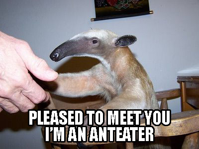 pleased-to-meet-you-im-an-anteater.jpg