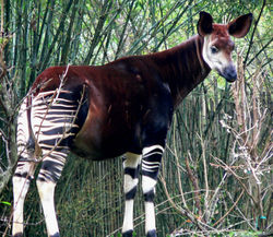 Okapi, don't you love them? Okapi, don't you love them?